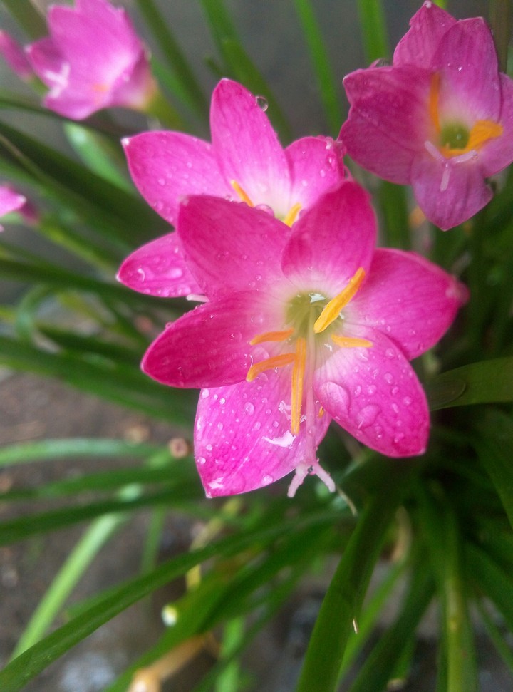 beuti flower