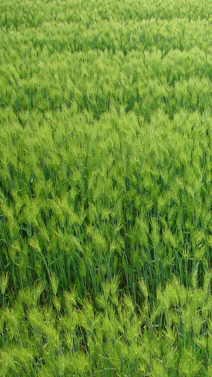 grass