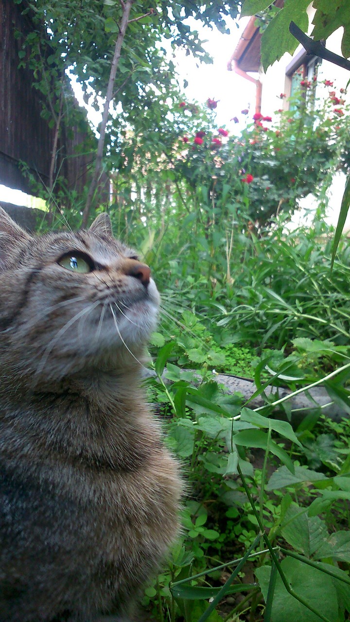 cat