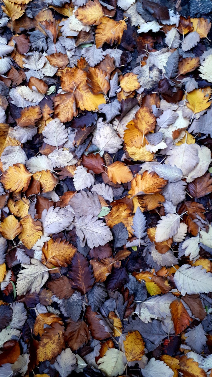 fall