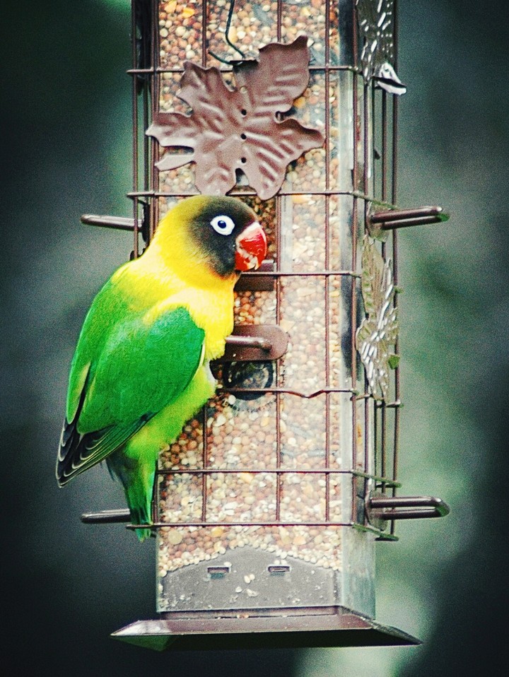 Parrot
