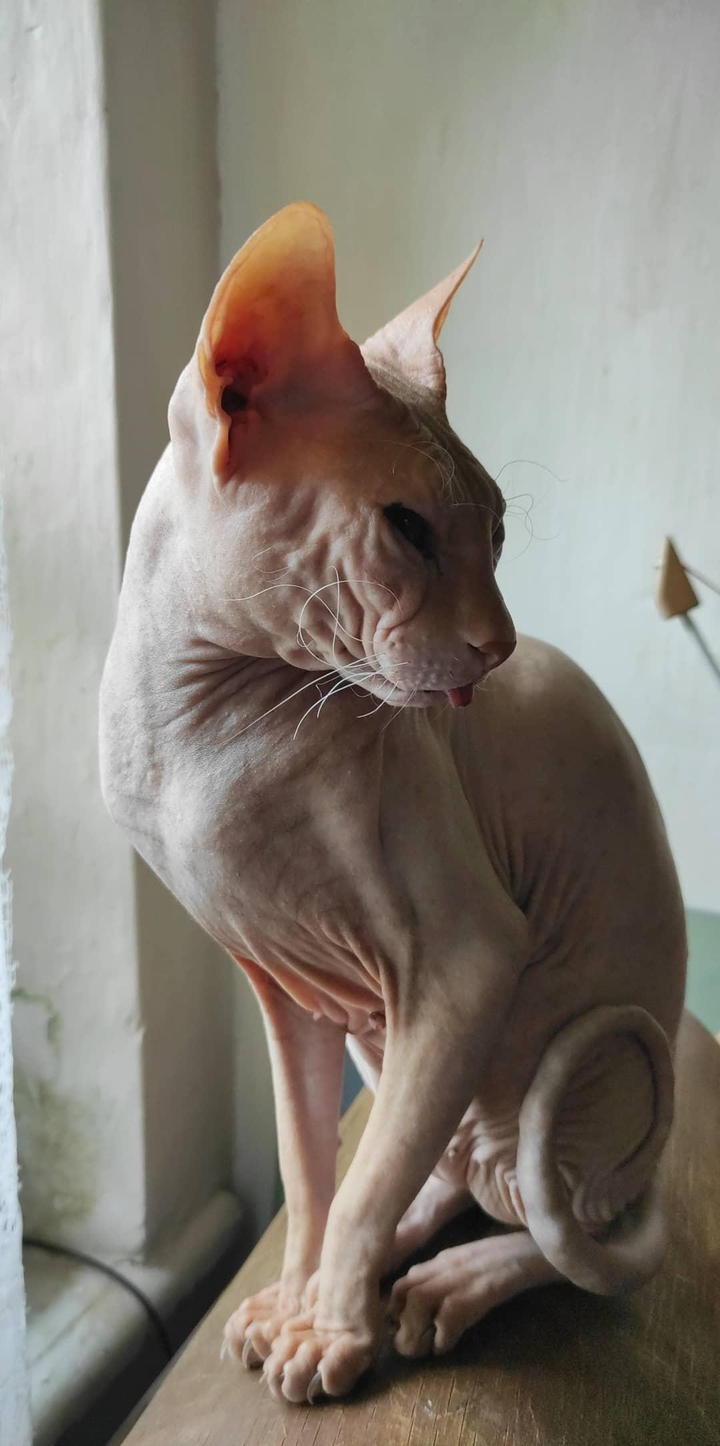 cat