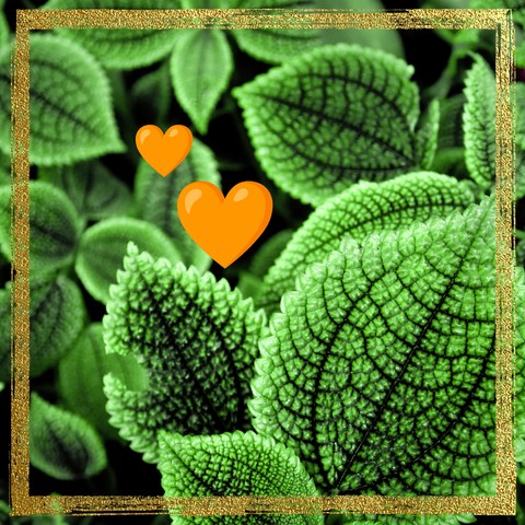 Orange hearts and green leavesleaves