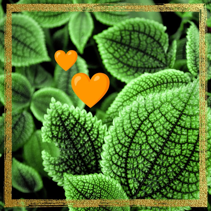 Orange hearts and green leavesleaves
