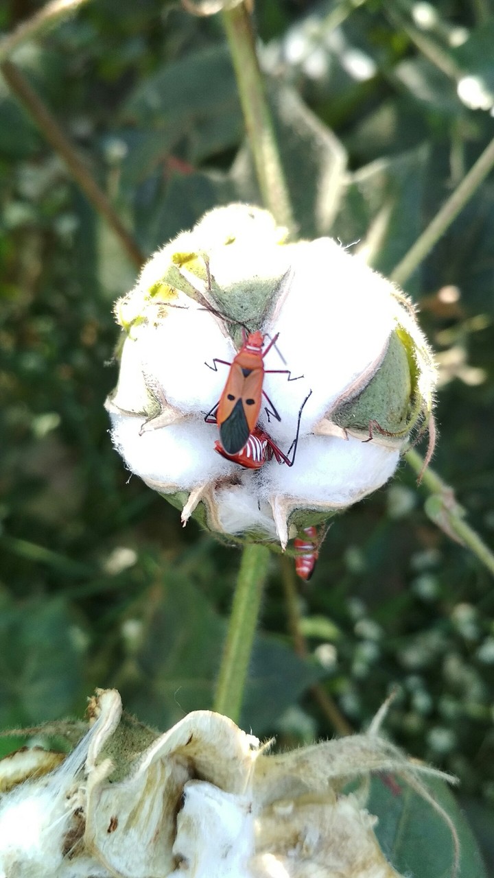 #Worm on Cotton