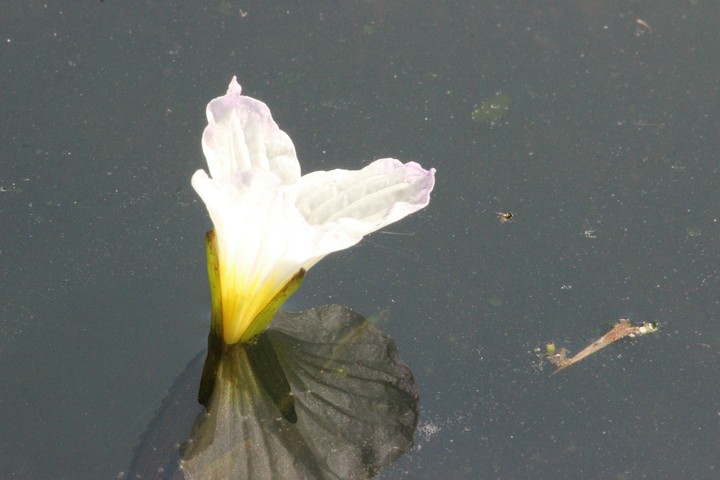 water borne