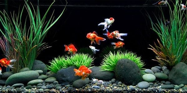 aquarium