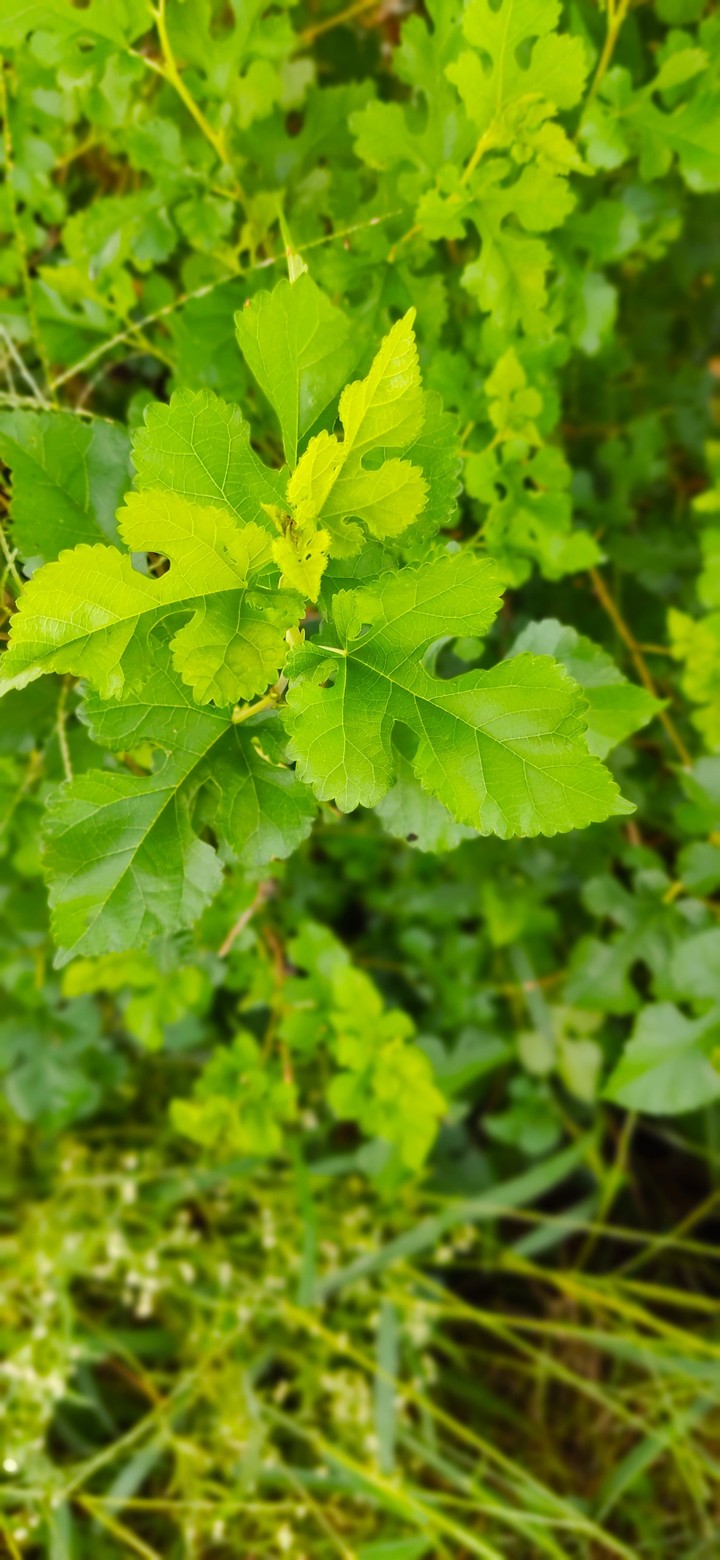 portrait leaves