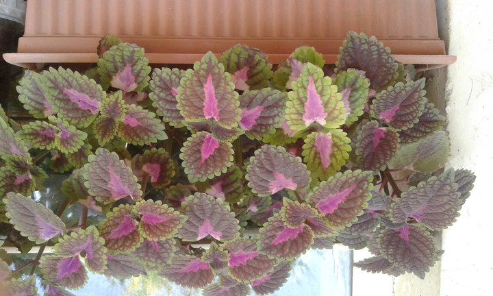 my coleus
