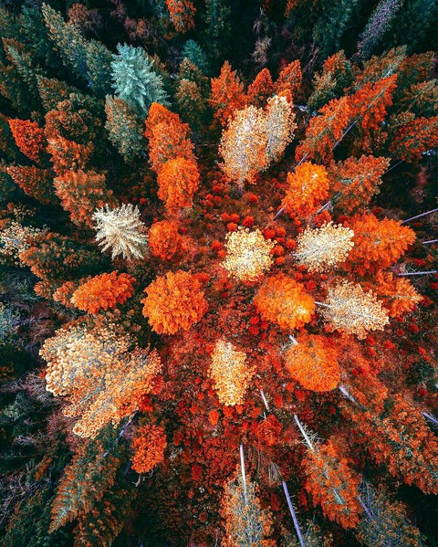 forest