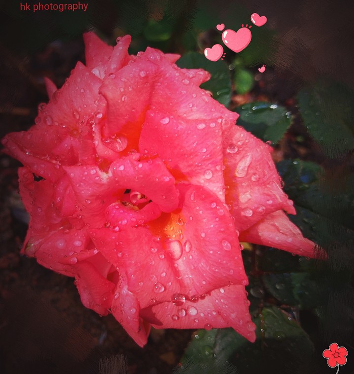 flowers