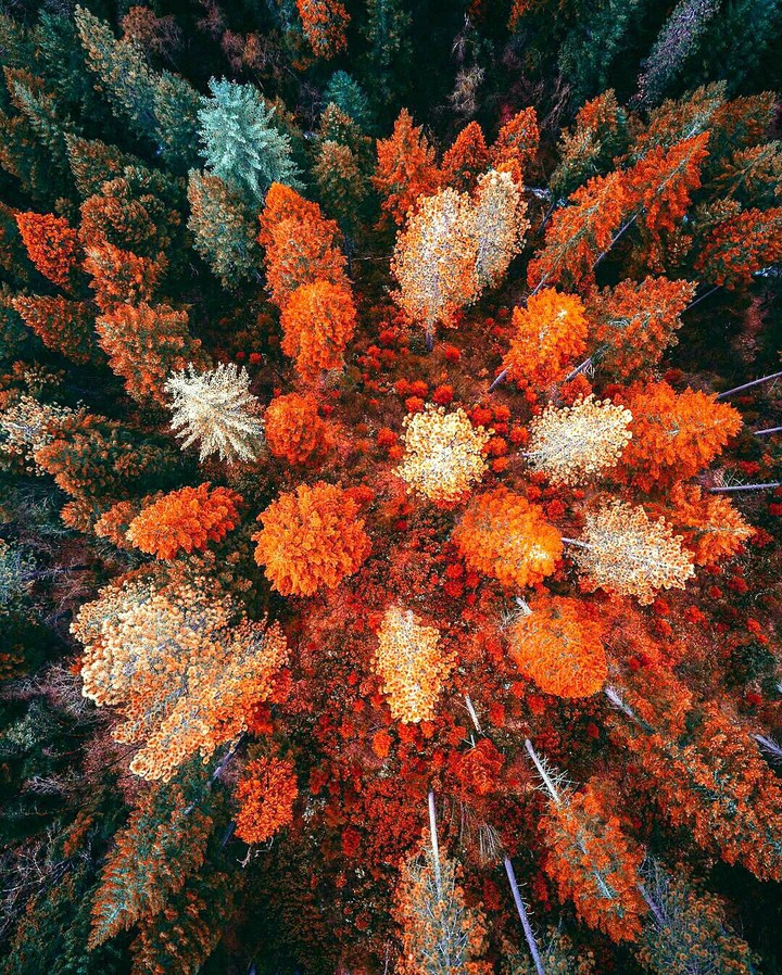 forest