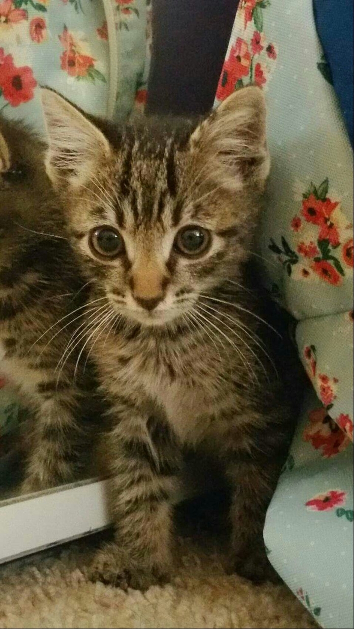 Kitten