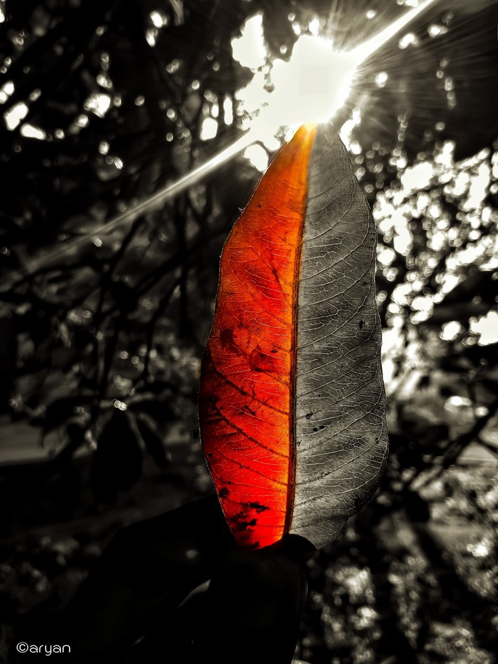 Autumn is a season where every leaf is a flower