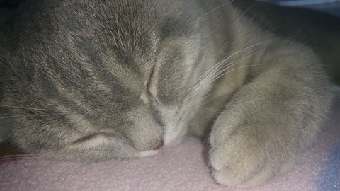 whiskers, nose桌布