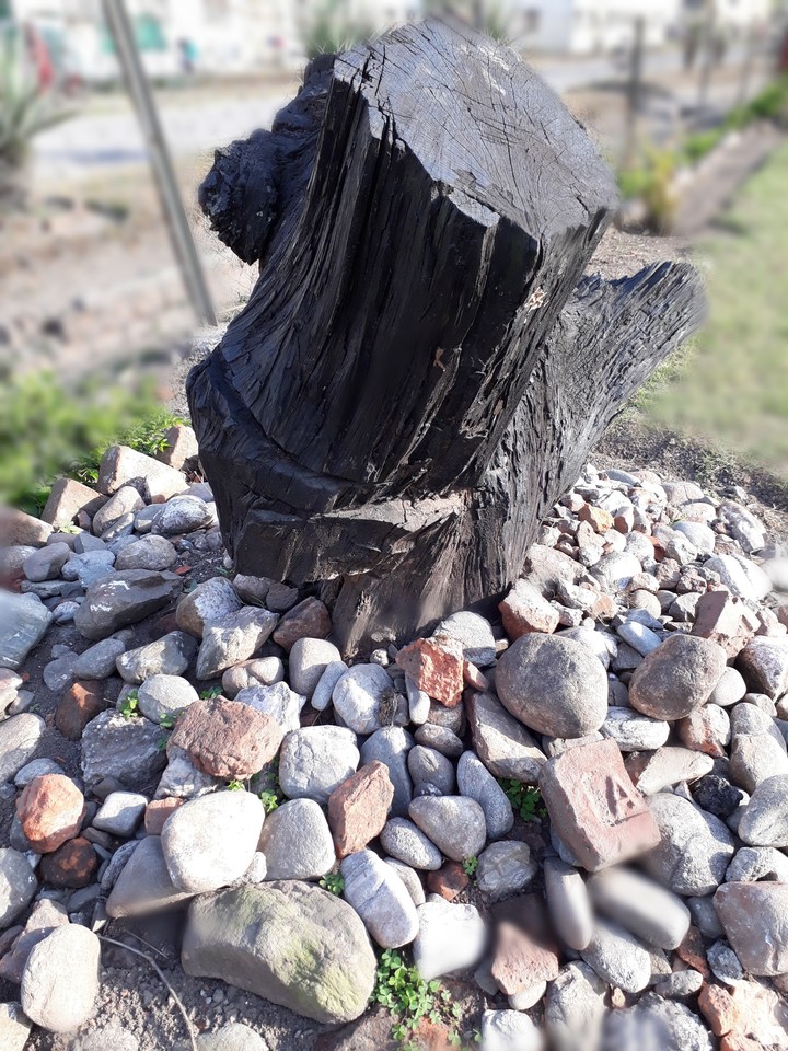 tree trunk