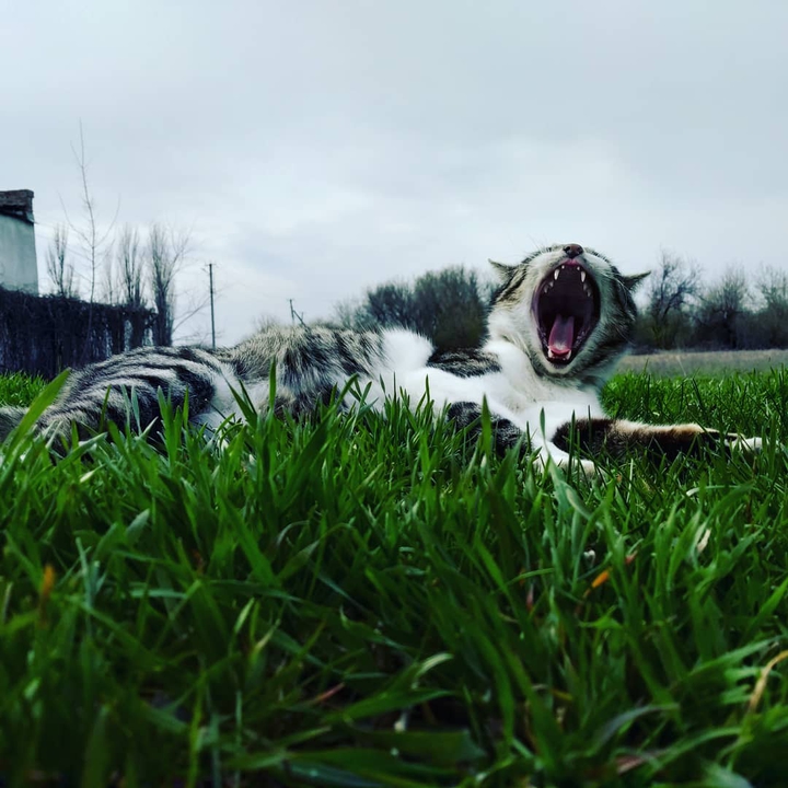 Кот
