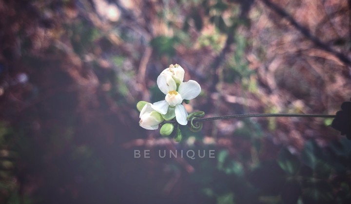 white flower