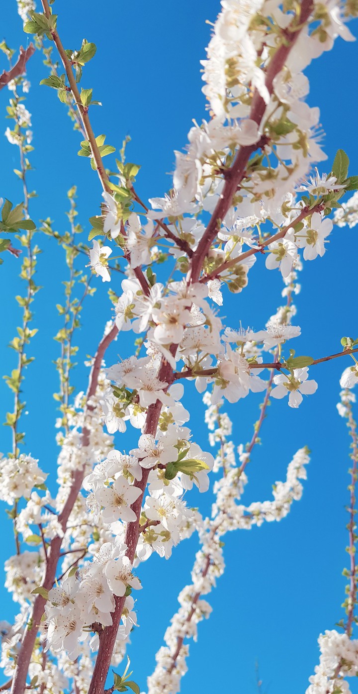 spring