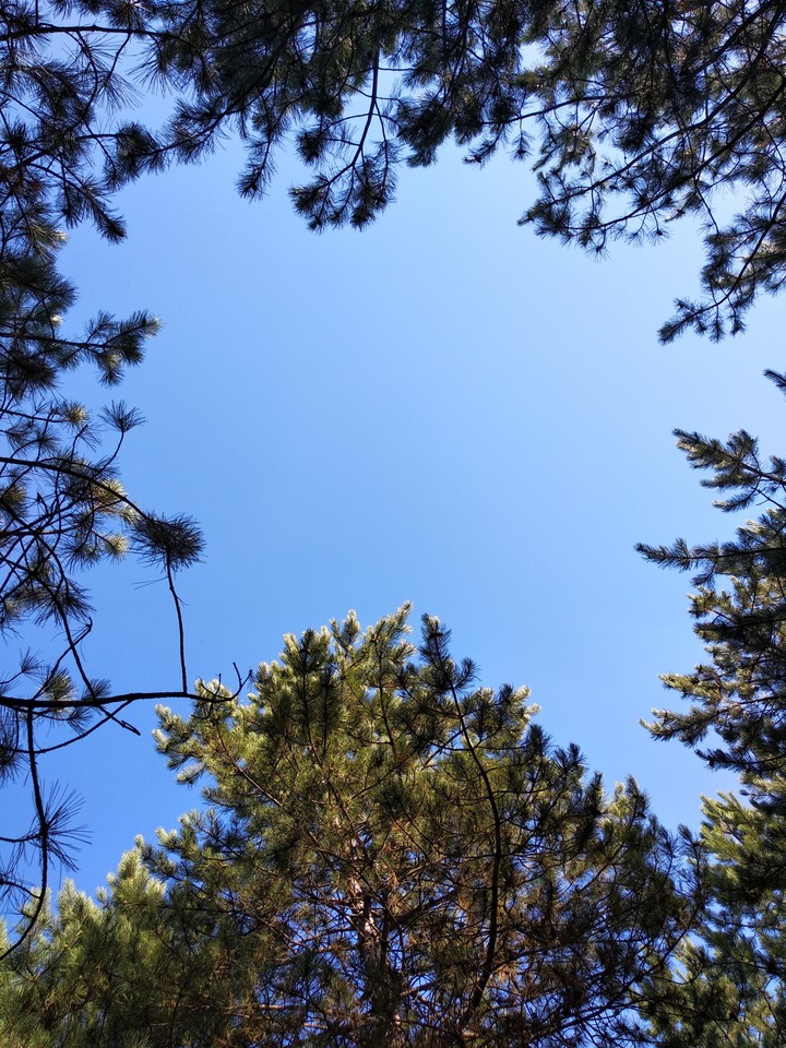 sky in forest