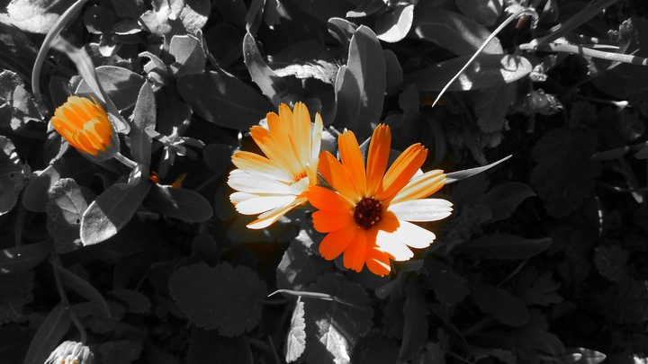 Flowers