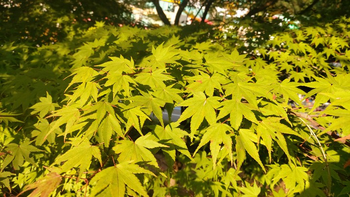 아직도 푸르네