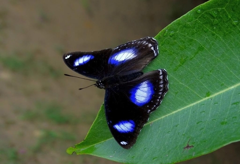butterfly