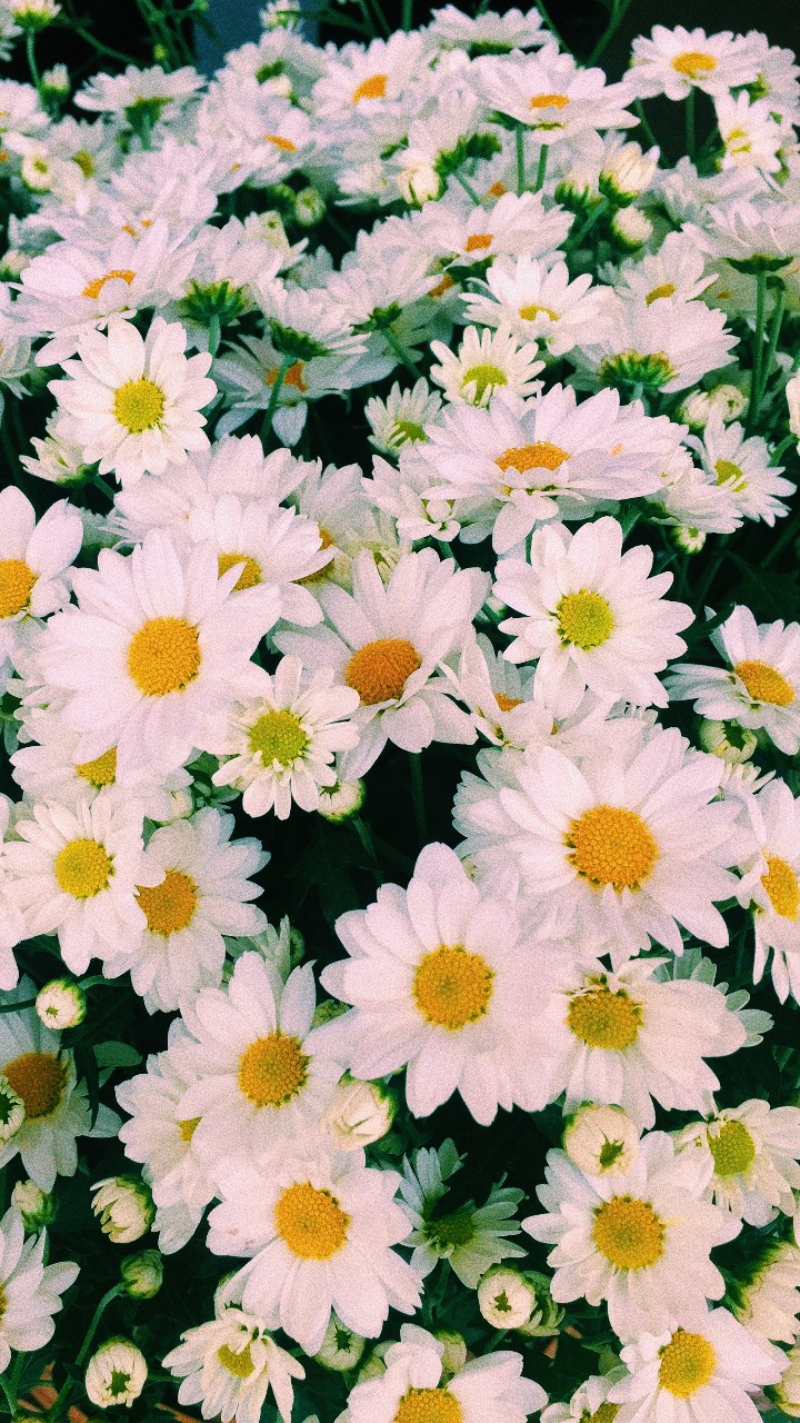 daisies