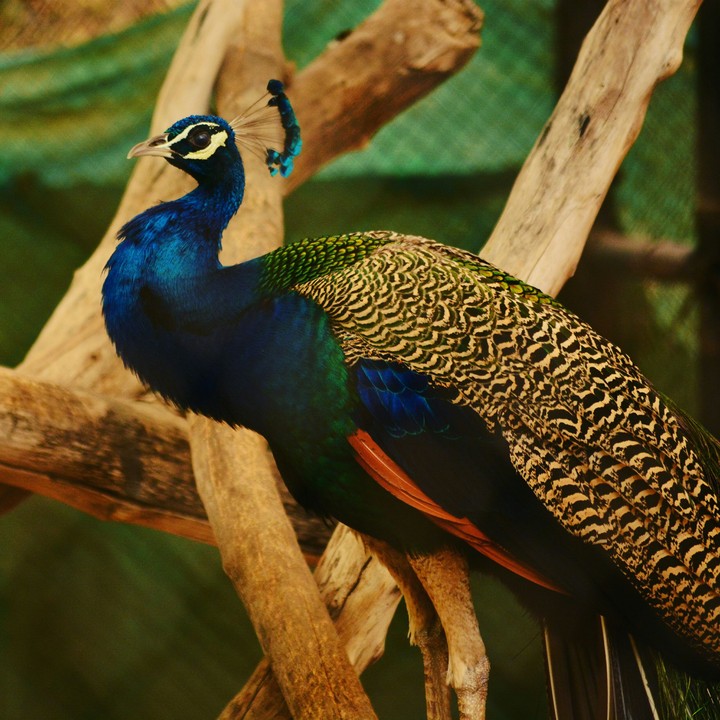 Peacock