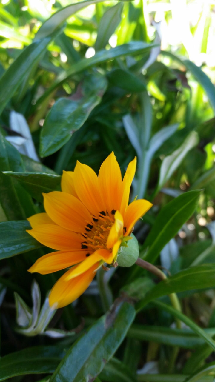 daisy