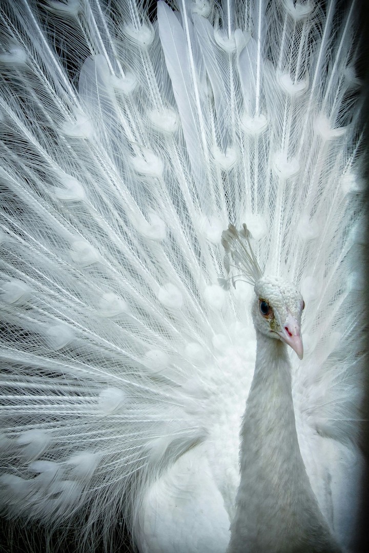 Bird.