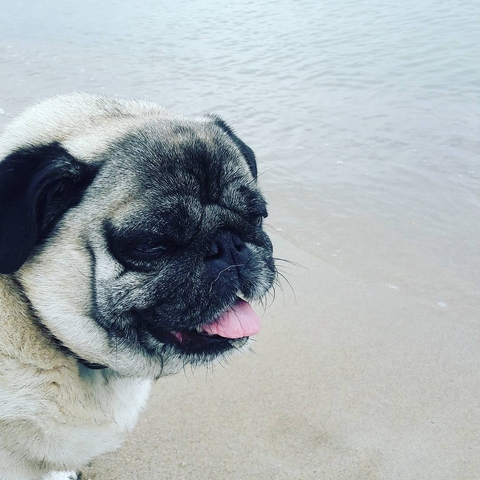 My sweet pug