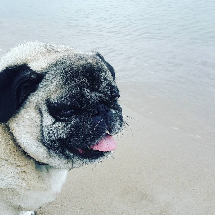 My sweet pug