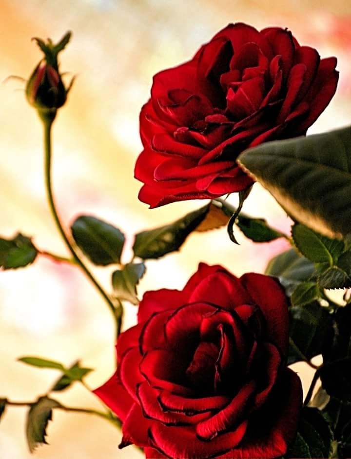 Red Roses ♥️♥️♥️