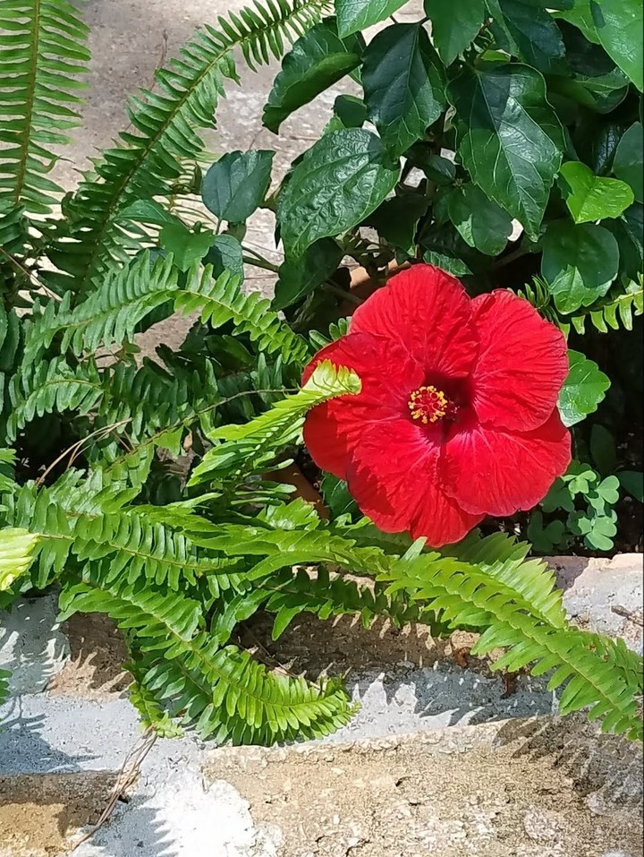hibiscus low