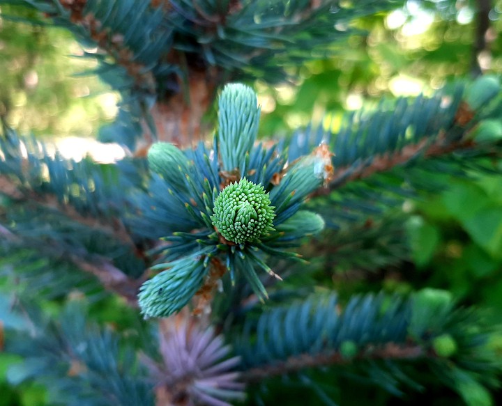 Blue spruce