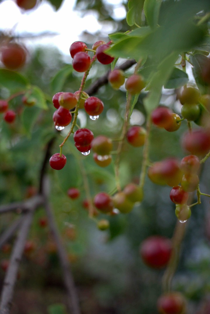 after rain