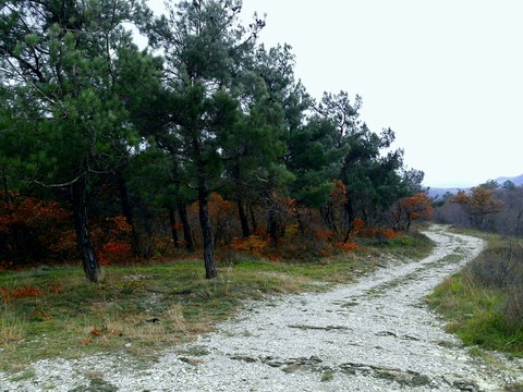 Осенний лес