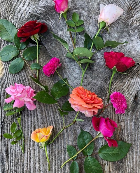 beautiful flowers...