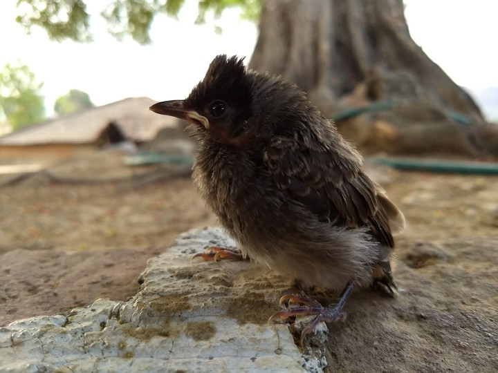 beautiful bird