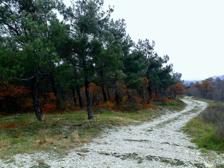 Осенний лес