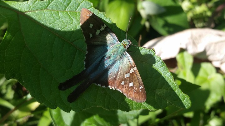 butterfly
