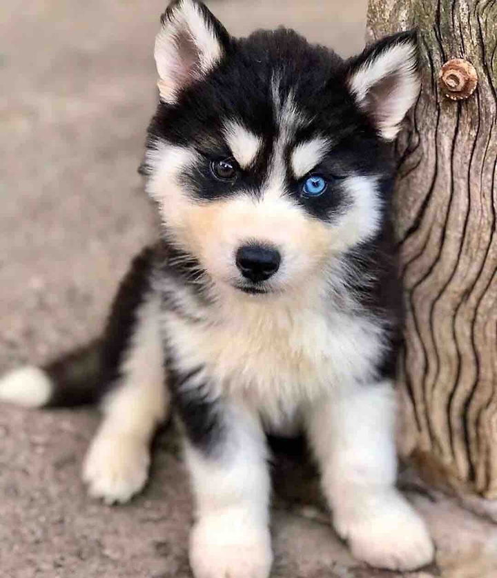 cute