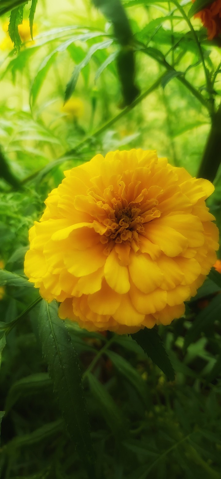 Marigold