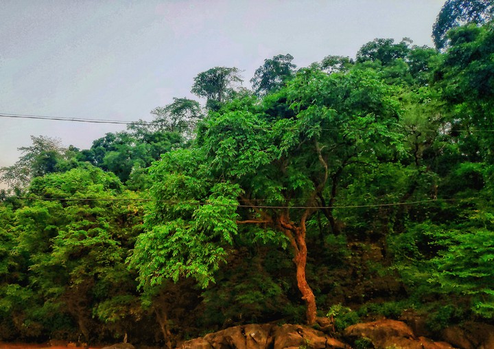 Trees