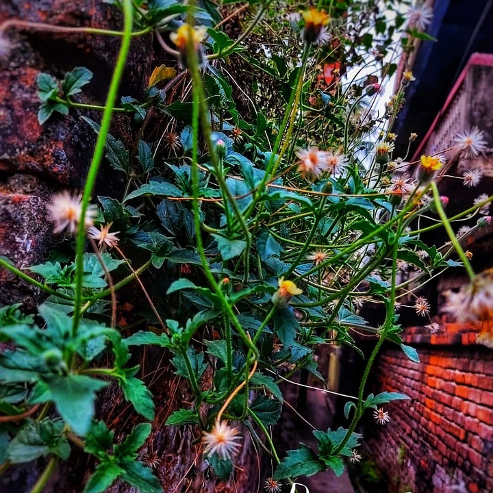 Earth smiles through flowers?