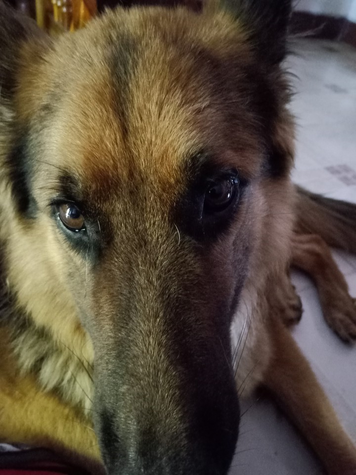 my dog