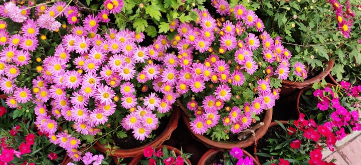 Beautiful flowers??