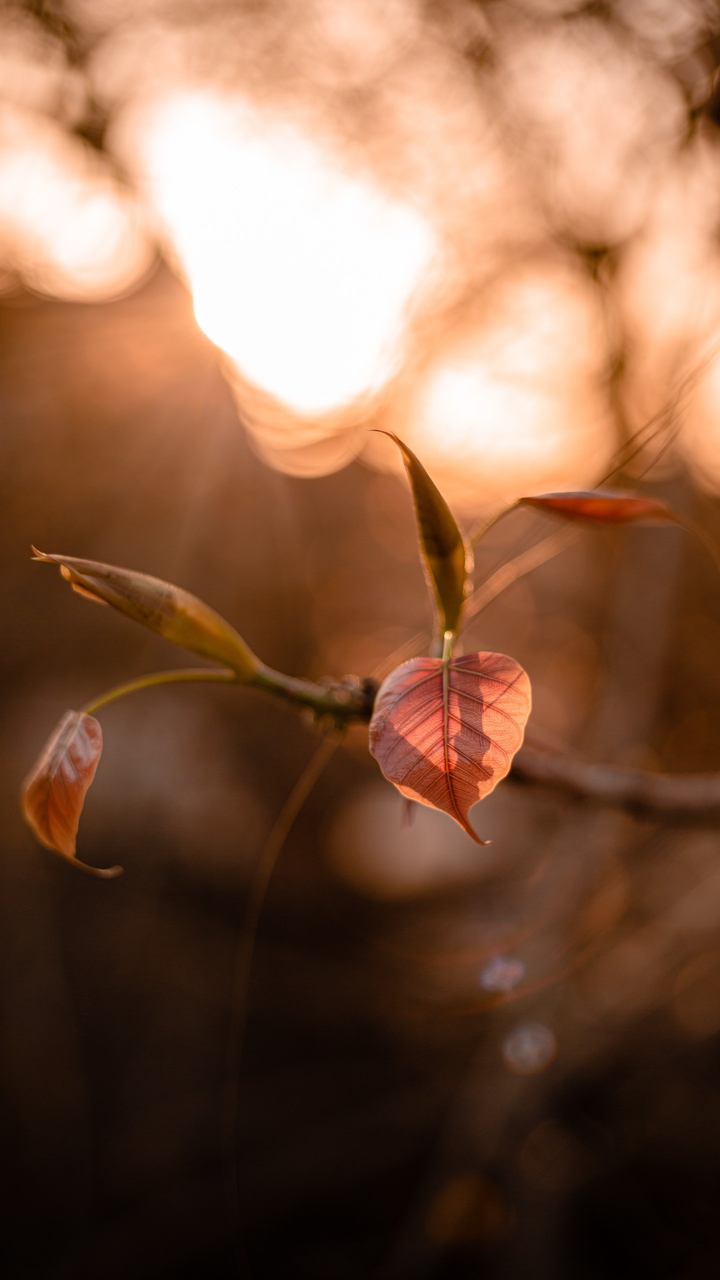 Last leaves of autumn
