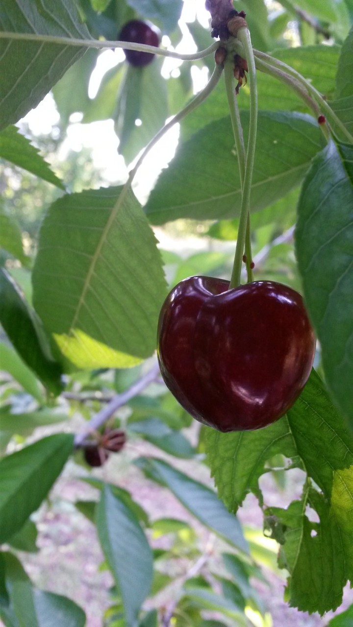 Merry Cherry